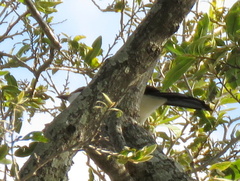Laniarius bicolor sticturus