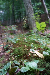 Pyrola media