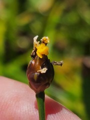 Xyris montana