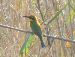 Merops pusillus argutus