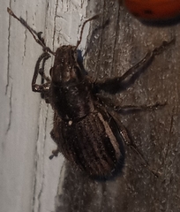 Naupactus leucoloma
