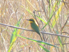 Merops pusillus argutus