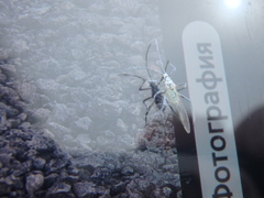Euceraphis