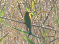 Merops pusillus argutus