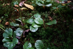 Pyrola media