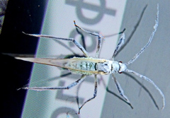 Euceraphis