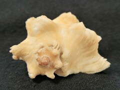 Neorapana tuberculata