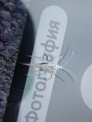 Euceraphis