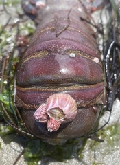 Megabalanus californicus