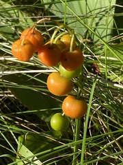 Convallaria majalis