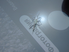 Euceraphis