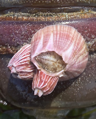 Megabalanus californicus