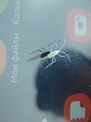 Euceraphis
