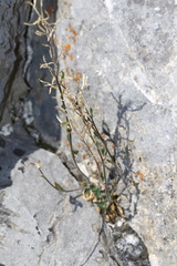 Draba
