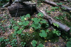 Pyrola media