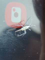 Euceraphis