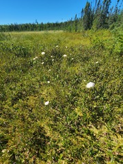 Eriophorum virginicum