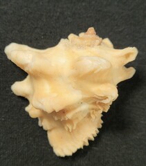 Neorapana tuberculata