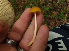 Pluteus leoninus