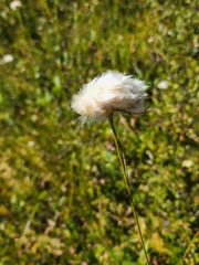 Eriophorum virginicum