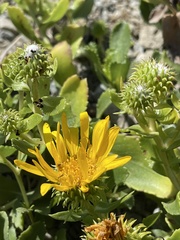 Grindelia stricta