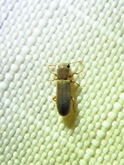 Trogoxylon parallelipipedum