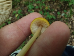 Pluteus leoninus