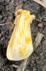 Cirrhophanus triangulifer