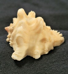 Neorapana tuberculata