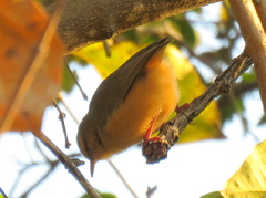 Sylvietta rufescens flecki