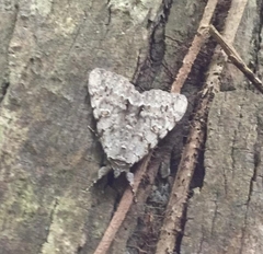 Catocala habilis