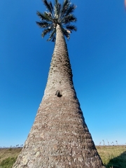 Butia odorata