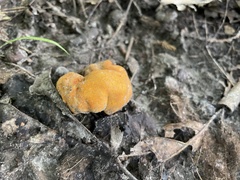 Hypomyces lactifluorum