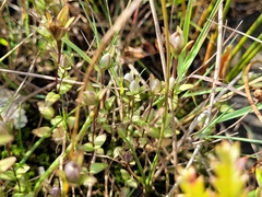 Lomatogonium rotatum