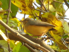 Sylvietta rufescens flecki