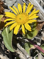 Grindelia stricta