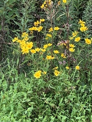 Bidens trichosperma