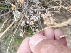 Artemisia spinescens