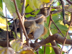 Sylvietta rufescens flecki