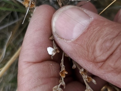 Artemisia spinescens