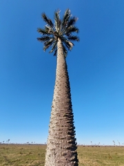 Butia odorata