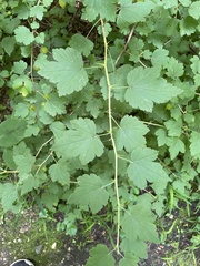 Ribes cynosbati