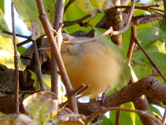 Sylvietta rufescens flecki