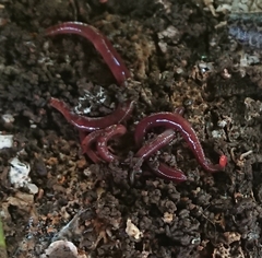 Eisenia fetida