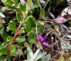 Polygala japonica