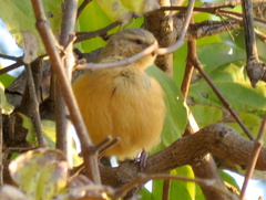 Sylvietta rufescens flecki