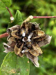 Hemiptera