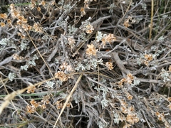 Artemisia spinescens