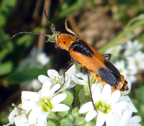 Colorado Soldier Beetle