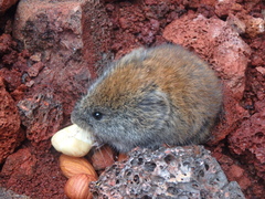 Craseomys rufocanus
